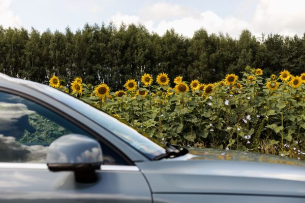 Volvo XC40 na tle słoneczników